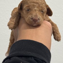Cinnamon - Apricot female Poodle puppy in Deltona, Florida from Poodles by CNC