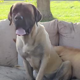 Mastiffs from Great Lakes Mastiffs