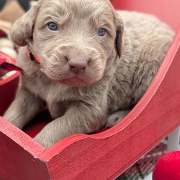 Prancer - male Long Haired Weimaraner puppy in Evart, Michigan from Drehbar Weimaraners