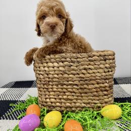 Miso - Buff female Cockapoo puppy in Beresford, South Dakota from DAKOTA DOOD RANCH