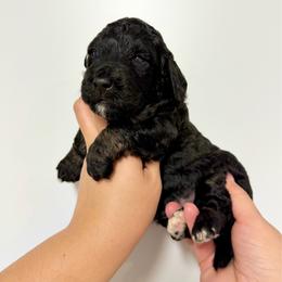 Usher - Tri-color male Bernedoodle puppy in Miami, Florida from Jade’s Paws & Co. Of Miami LLC