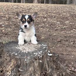 Vivian - Black and tan female Pembroke Welsh Corgi puppy in Rolla, Missouri from 4A Corgis