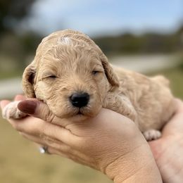 Purple Girl - Apricot female Goldendoodle puppy in Mc Kinney, Texas from Safari Doodles