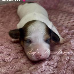 Storm - Piebald female Dachshund puppy in Jena, Louisiana from Amy’s Mini Doxies