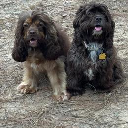 Cocker Spaniel puppies from Cordova Cockers