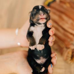 Timmy - Black tri male Miniature Australian Shepherd puppy in Enoch, Utah from Twisted H Aussies