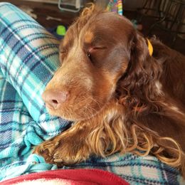 Australian Shepherd and English Springer Spaniel All Grown Up from Bluegrass Bend Aussies & Springer Spaniels