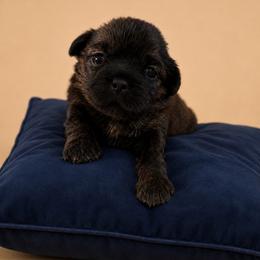 Atria - Brindle female Shih Tzu puppy in Abilene, Texas from L&L Euro Boxers and Small Town Shih Tzus