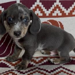Daiquiri - Dapple male Dachshund puppy in Escalon, California from Dashing Dachshunds RF