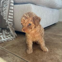 Boy 2 - Apricot male Poodle puppy in Maricopa, Arizona from La Petite poodle