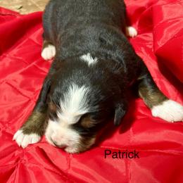 Patrick - Black rust and white male Bernese Mountain Dog puppy in Strasburg, Ohio from Lois Allison