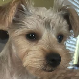 Didi - Yorkshire Terrier