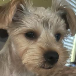 Didi - Yorkshire Terrier