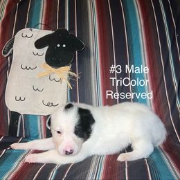 Rexi - Tri-color male Border Collie puppy in Liverpool, Pennsylvania from Breezy Acres Stock & Sporting Dogs