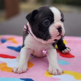Boston Terriers from Big Rock Boston Terriers