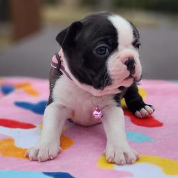Boston Terriers from Big Rock Boston Terriers