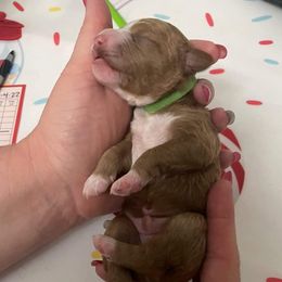 Australian Labradoodle Puppies from Lindsey's Loving Labradoodles