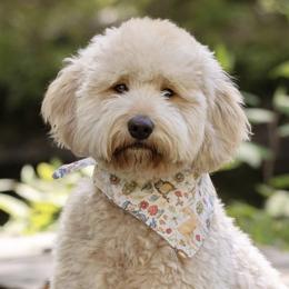 Goldendoodles from Meadow Lark Doodles
