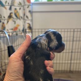 Travis - Black and tan male Dachshund puppy in Meridian, Idaho from Schön Duchshund