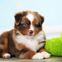 Australian Shepherd Puppies from Beaver Dam Mini Aussies