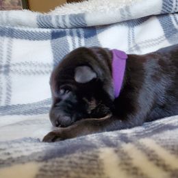 German Shepherd Puppies from Kruegerhaus German Shephers