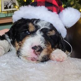 Bernedoodle and Labradoodle Puppies from Reid Wasatch Doodles