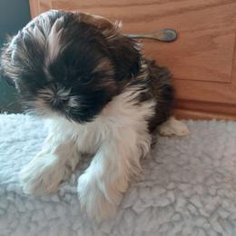 Linus - Brindle and white male Shih Tzu puppy in Buffalo, New York from Shih Tzu's by Jen
