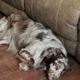 Jax - Australian Shepherd