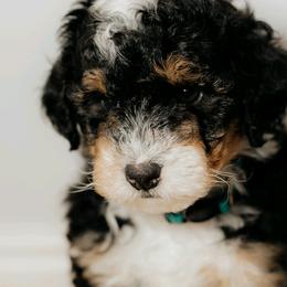 Bernedoodles and Bernese Mountain Dogs from Basin Berners