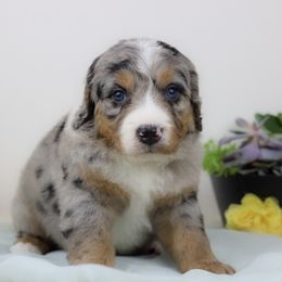 Aussiedoodle Puppies from Crystal Ridge Doodles