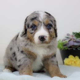 Aussiedoodle Puppies from Crystal Ridge Doodles