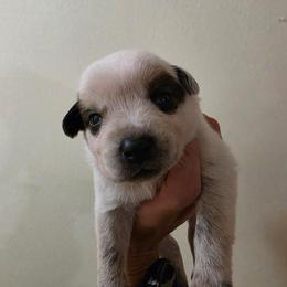 Orion - Red speckled male Australian Cattle Dog puppy in Canton, Pennsylvania from DNB Heelers