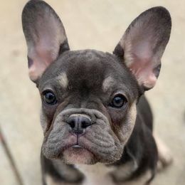 Belgian Malinois and French Bulldogs from Walrath K9s