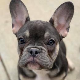 Belgian Malinois and French Bulldogs from Walrath K9s
