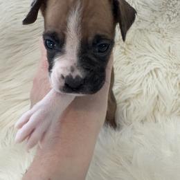 Luke - Fawn male Boxer puppy in Ocala, Florida from Bowers Boxers