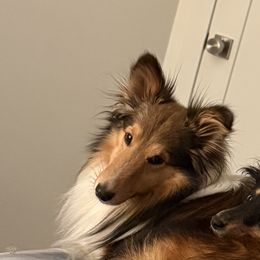 Midge - Shetland Sheepdog