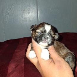 Girl 1 - Black gold and white female Shih Tzu puppy in Birmingham, Alabama from K&D kennels