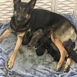 German Shepherd puppies from Mercedes Gumbel