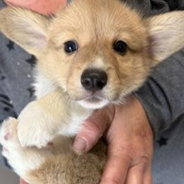 Bear - Sable male Pembroke Welsh Corgi puppy in Riverside, California from Four Aces Corgis