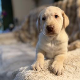 Labrador Retriever Puppies from Knotty Creek Labradors