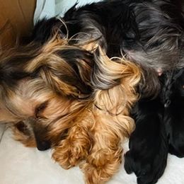 Yorkshire Terriers from Hunting Hills Yorkies