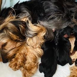 Yorkshire Terriers from Hunting Hills Yorkies