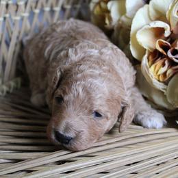 Girl 1 - Red  female Goldendoodle puppy in Belgreen, Alabama from Scott’s Farm Poodles and Doodles