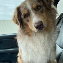 Boy 4 - Red merle Australian Shepherd puppy in Oakland City, Indiana from Moonlightaussies
