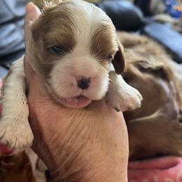 Moet - Blenheim male Cavalier King Charles Spaniel puppy in North Bay Village, Florida from Cynthia's Cavaliers