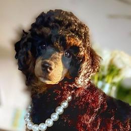 Poodle Puppies from Cityscape Moyen Poodles