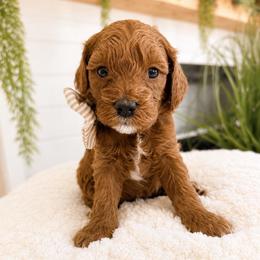 David - Red male Cavapoo puppy in Ephrata, Washington from Mustard Seed Doodle Co.