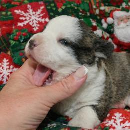 Pumpkin - Brindle and white female Cardigan Welsh Corgi puppy in Kerens, West Virginia from Leather & Lace