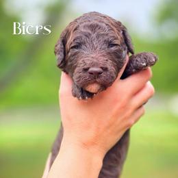 Biers - Chocolate male Double Doodle puppy in Cleveland, Tennessee from Edgewater Doodles & Designer Pups