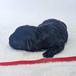 Roman Candle - male Patterdale Terrier puppy in Yucaipa, California from Moormont Kennels